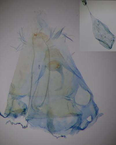 Capperia fusca